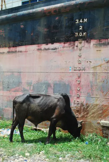 Cows In Indonesia